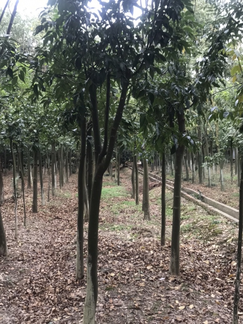 红豆树产地批发，诚信经营，可实地看货。