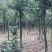 红豆树产地批发，诚信经营，可实地看货。