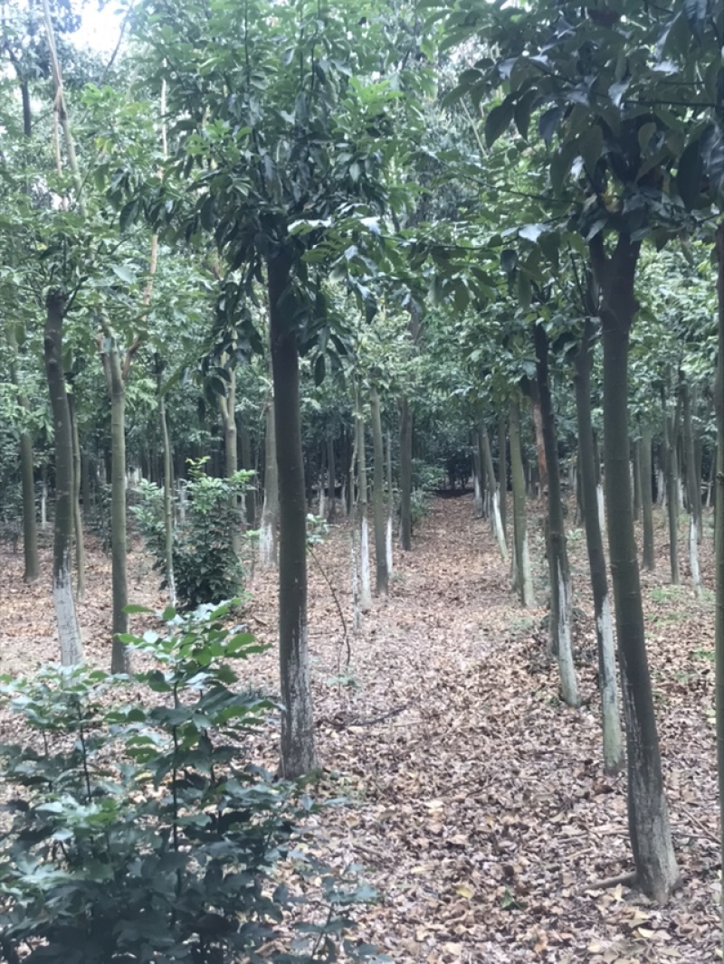 红豆树产地批发，诚信经营，可实地看货。