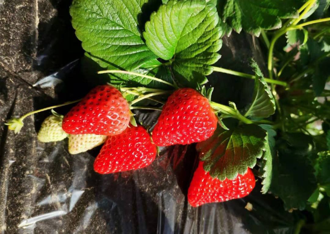 红颜草莓特写展示