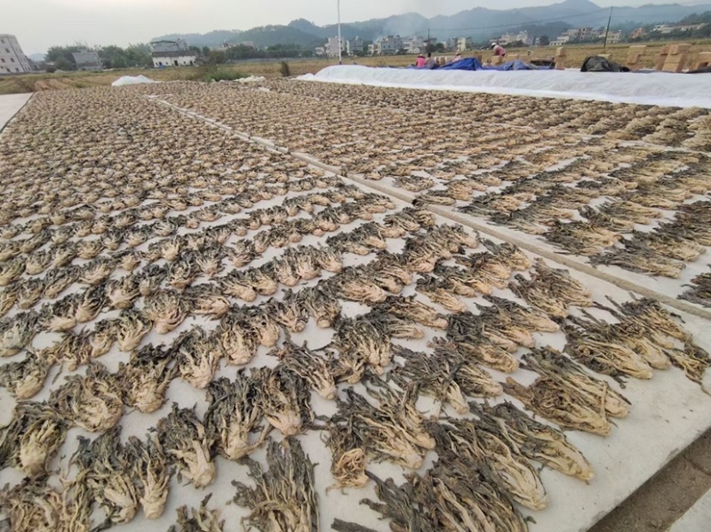 惠东梅菜之乡梅菜广东特产农家自晒