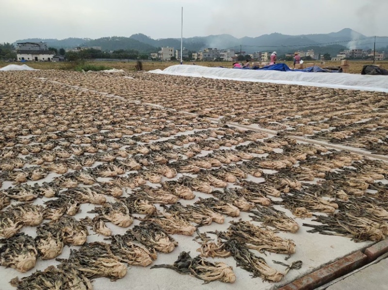 惠东梅菜之乡梅菜广东特产农家自晒