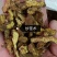 苍术东北朱砂点苍术炒苍术各种中药材批发零售各种中药材