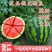 直播，嫁接2K礼品西瓜苗，嫁接直播8424甜王西瓜苗好