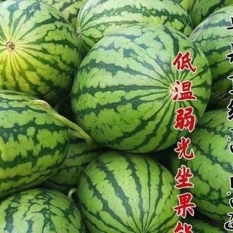 直播，嫁接2K礼品西瓜苗，嫁接直播8424甜王西瓜苗好