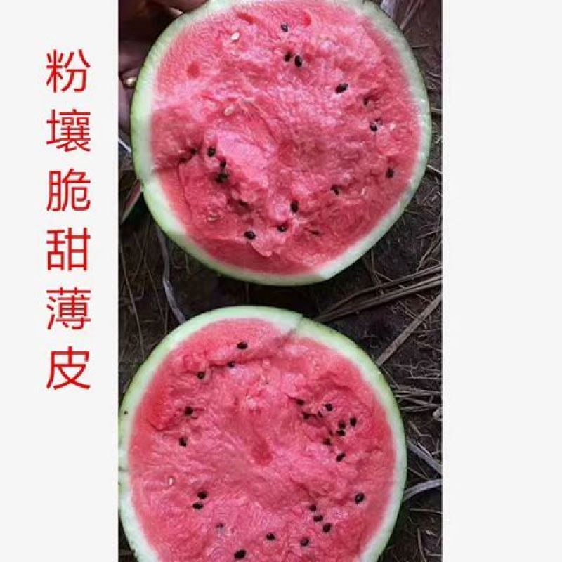 直播，嫁接2K礼品西瓜苗，嫁接直播8424甜王西瓜苗好