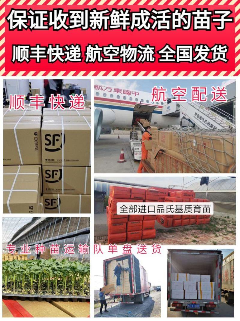 直播，嫁接2K礼品西瓜苗，嫁接直播8424甜王西瓜苗好