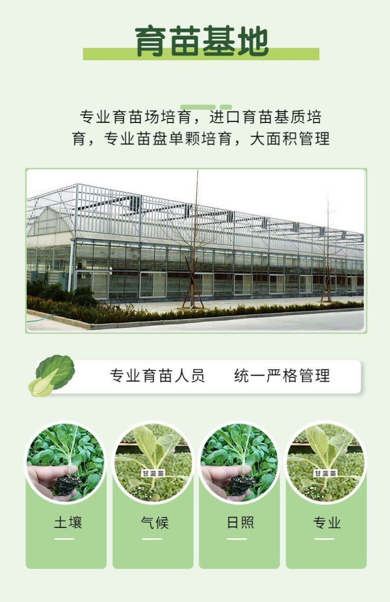 直播，嫁接2K礼品西瓜苗，嫁接直播8424甜王西瓜苗好