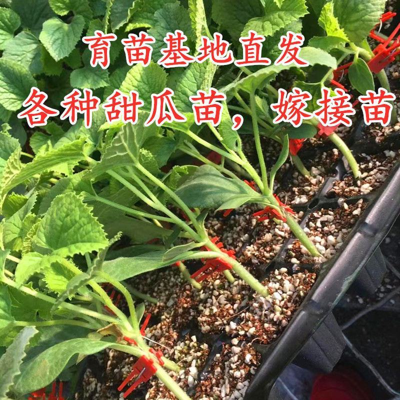 直播，嫁接2K礼品西瓜苗，嫁接直播8424甜王西瓜苗好