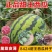 直播，嫁接2K礼品西瓜苗，嫁接直播8424甜王西瓜苗好