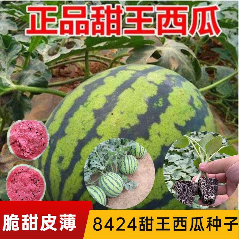 直播，嫁接2K礼品西瓜苗，嫁接直播8424甜王西瓜苗好