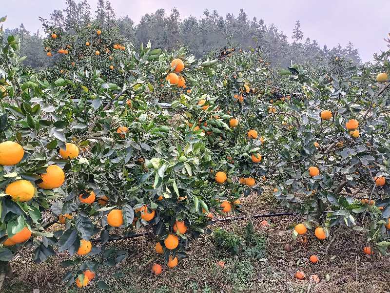 冰糖橙果园全景