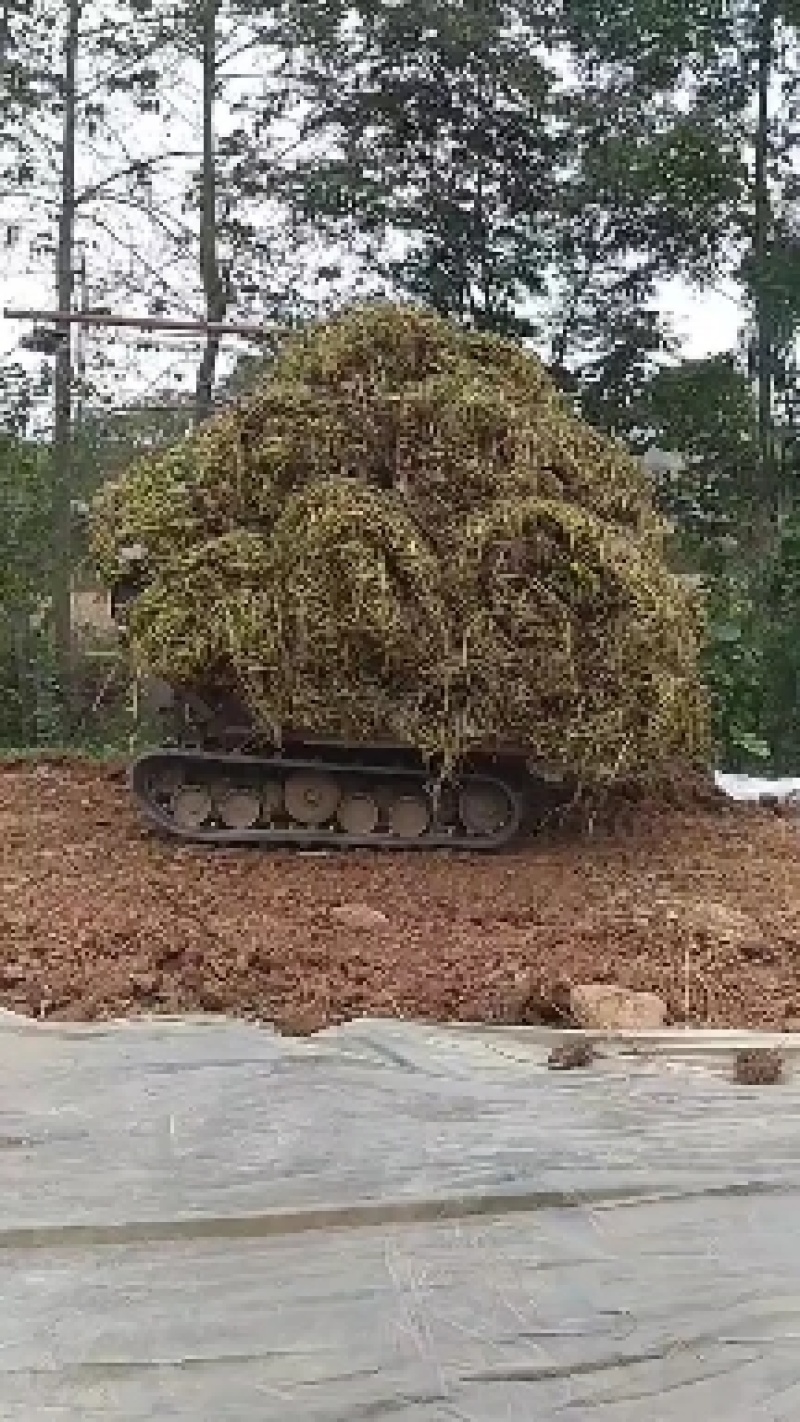 空心菜老种藤产地直供川内大一家，欢迎实地调研！