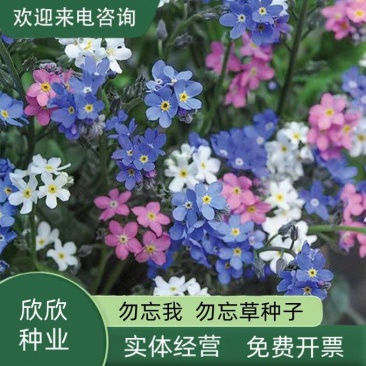勿忘草花种子宿根多年生勿忘我种子盆栽耐寒易种太阳花卉种子