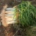 基地大量分葱上市中可发货量大质优价格便宜。需要的电话联系