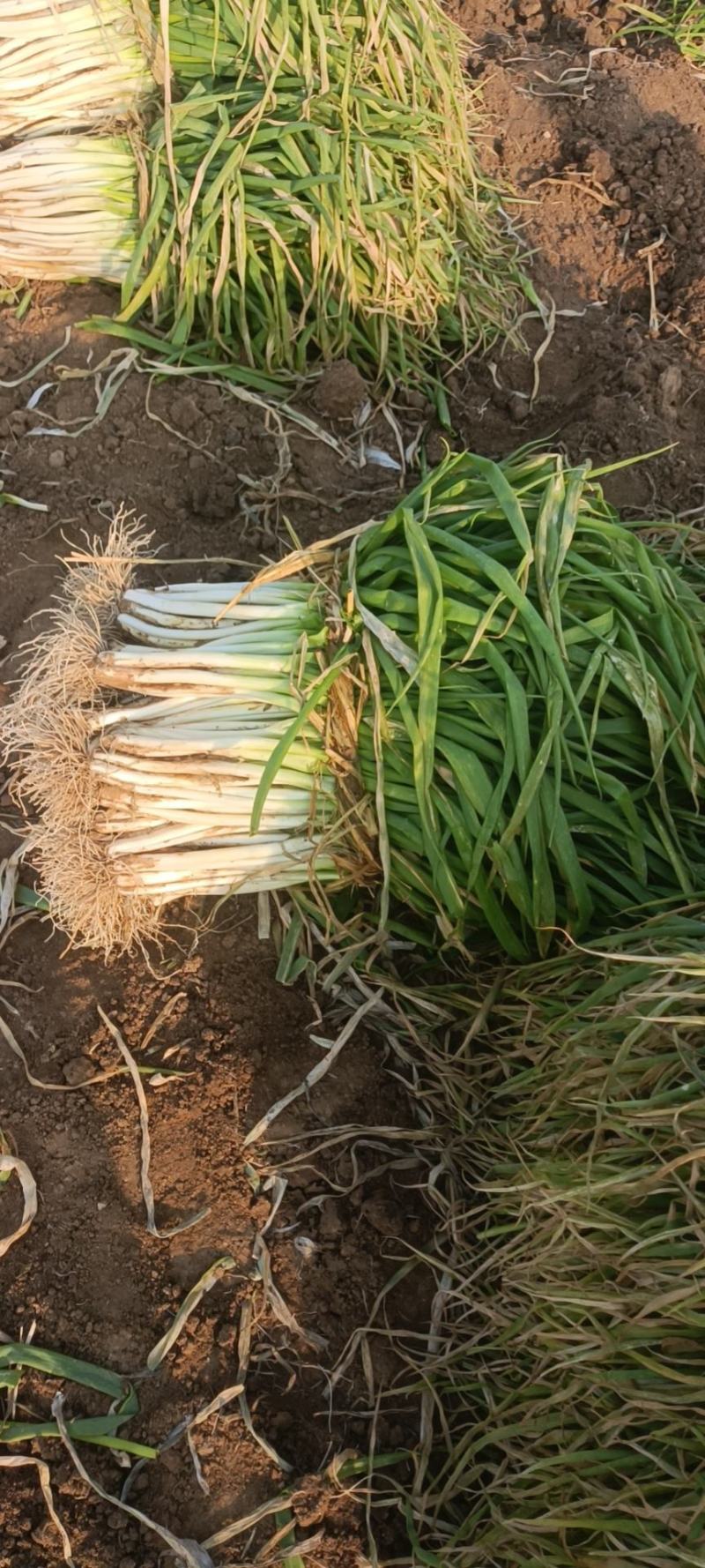 基地大量分葱上市中可发货量大质优价格便宜。需要的电话联系