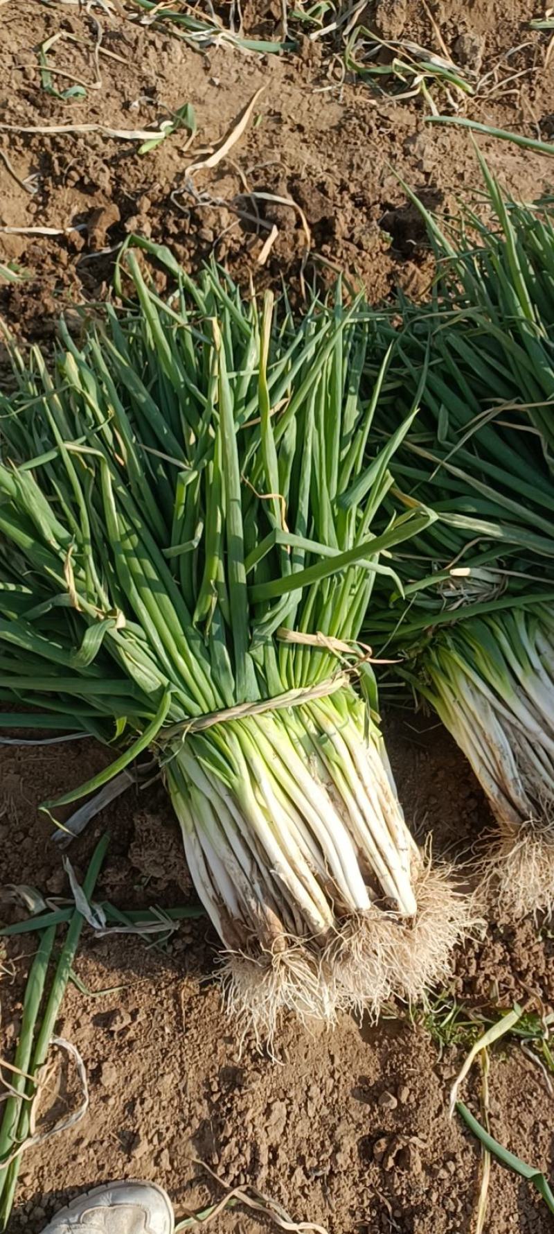 基地大量分葱上市中可发货量大质优价格便宜。需要的电话联系