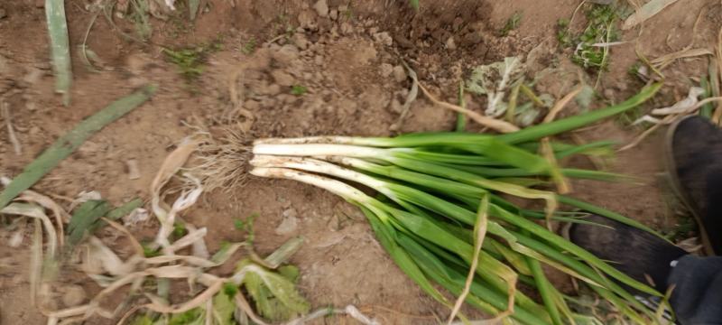 基地大量分葱上市中可发货量大质优价格便宜。需要的电话联系