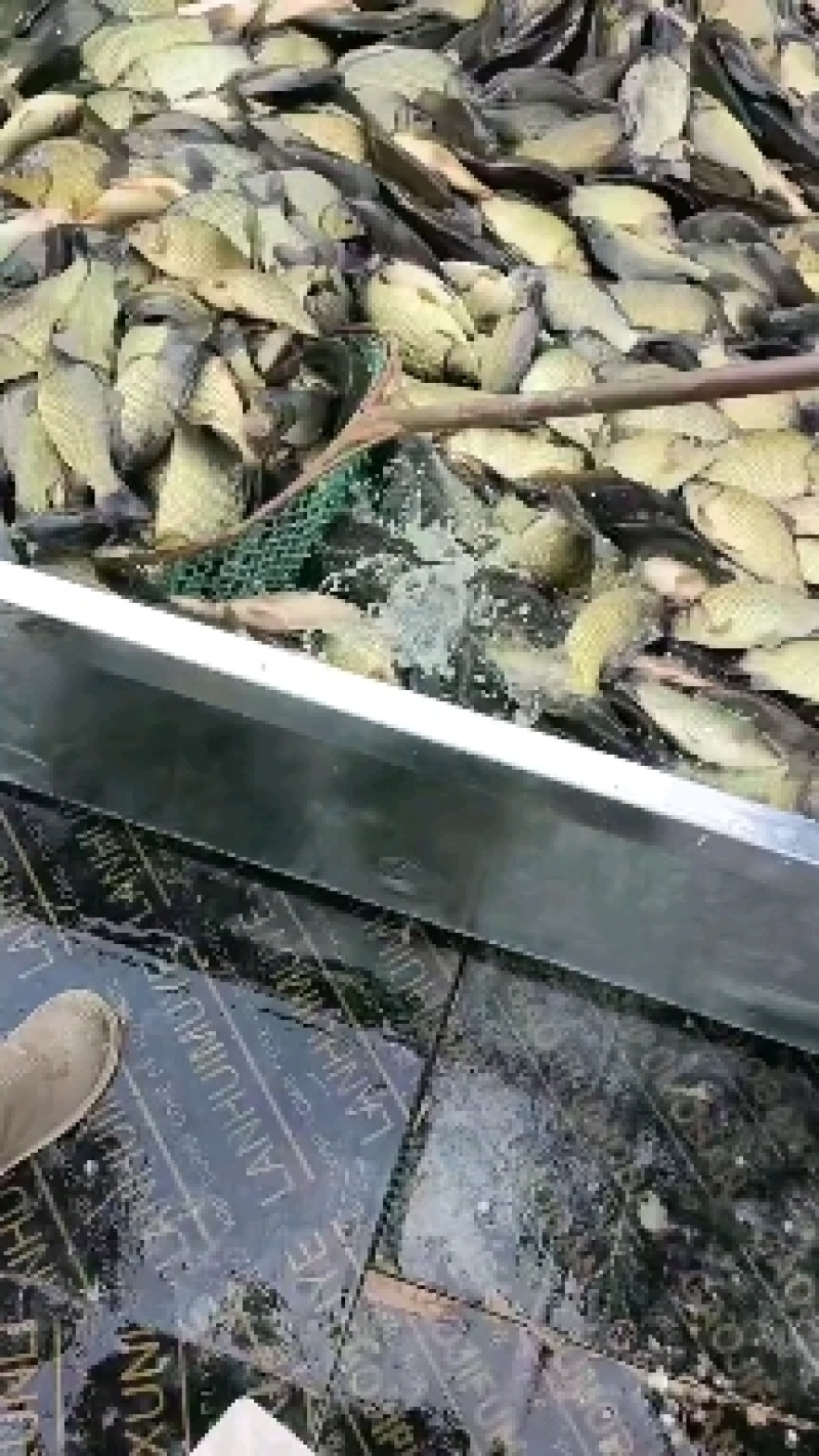 精品黄金鲫鱼，塘口一手货源，产地直销，可配送