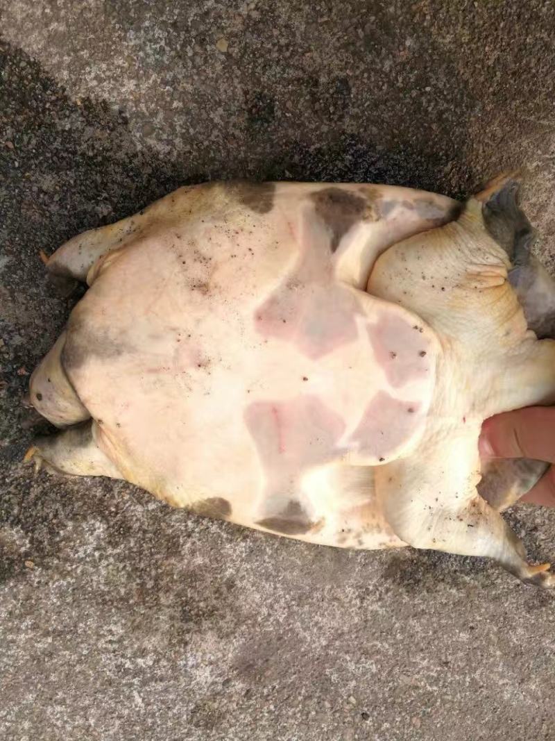 甲鱼天然甲鱼