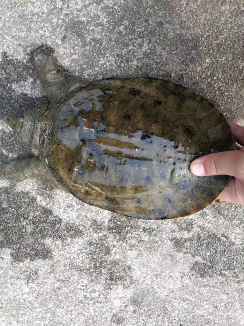 甲鱼天然甲鱼