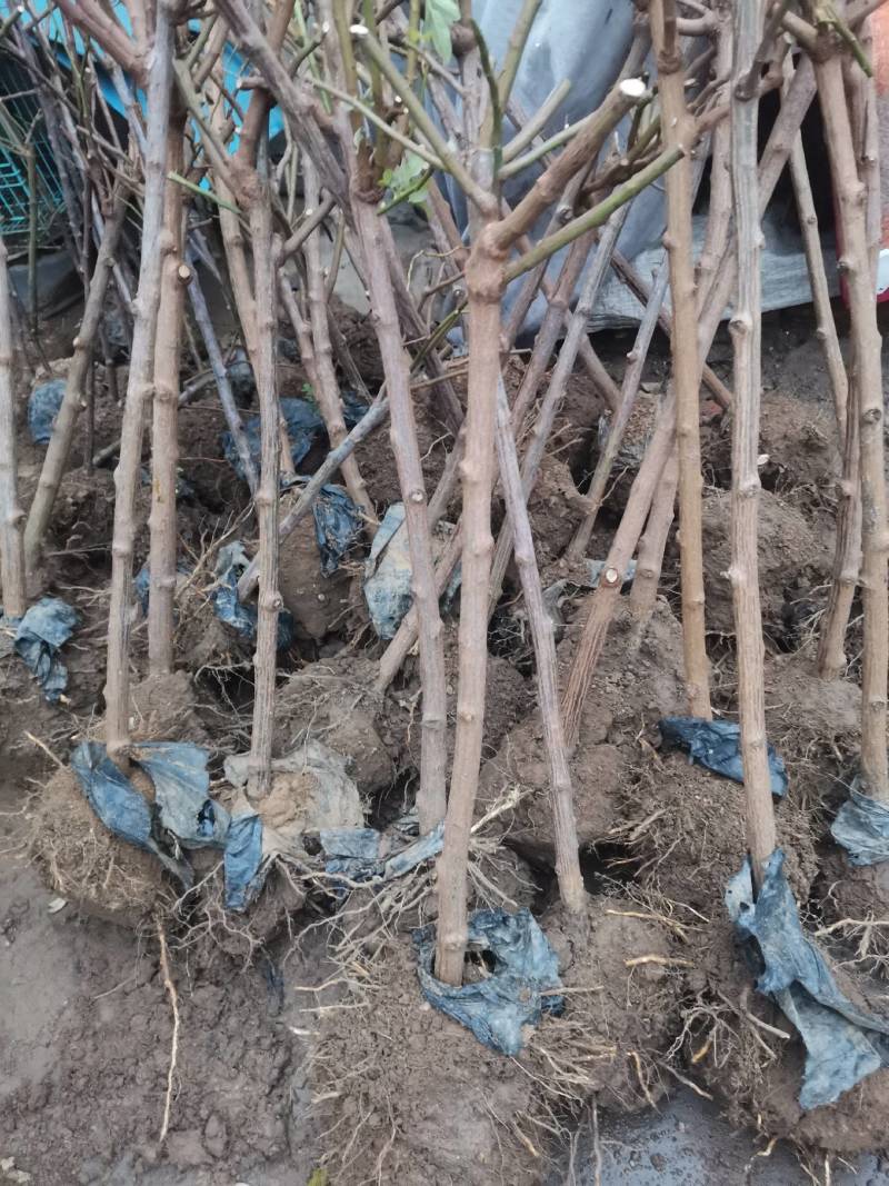 树桩蔷薇
