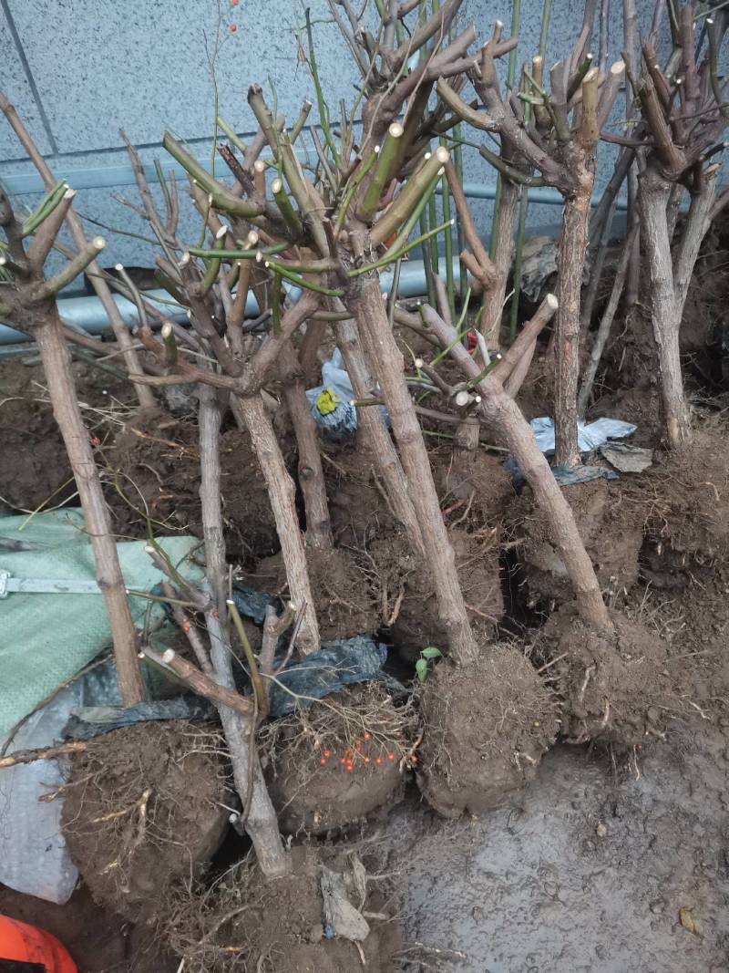 树桩蔷薇