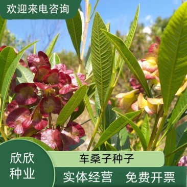车桑子种子明油子种籽道路护坡灌木榨油入药荒地绿化水土保湿