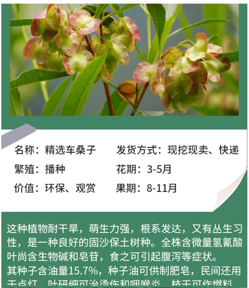 车桑子种子明油子种籽道路护坡灌木榨油入药荒地绿化水土保湿