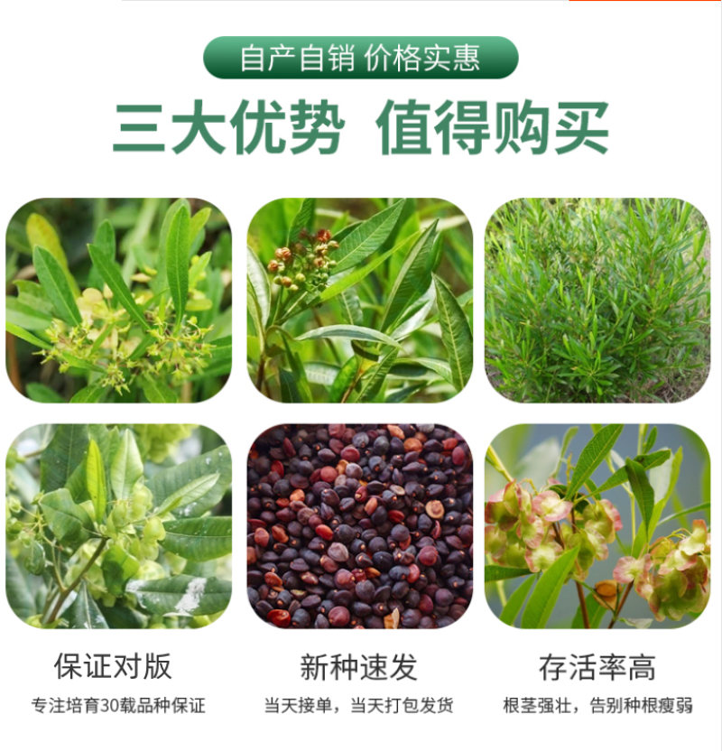 车桑子种子明油子种籽道路护坡灌木榨油入药荒地绿化水土保湿