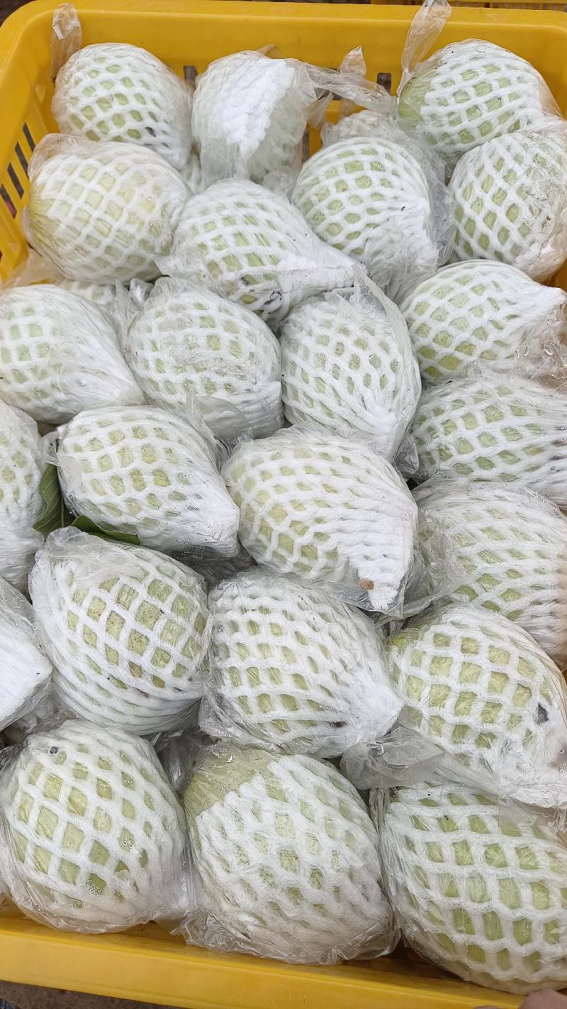 红心芭乐番石榴