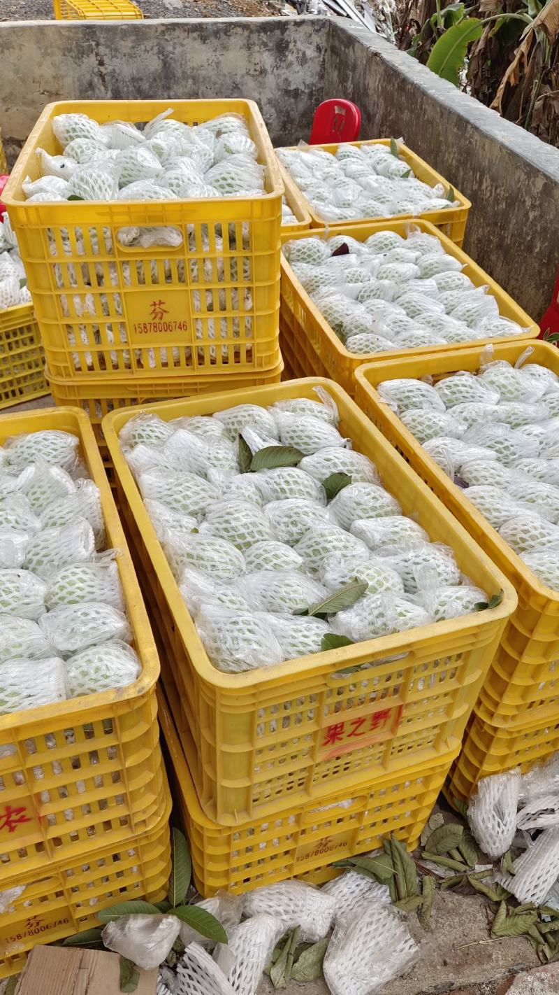 红心芭乐番石榴