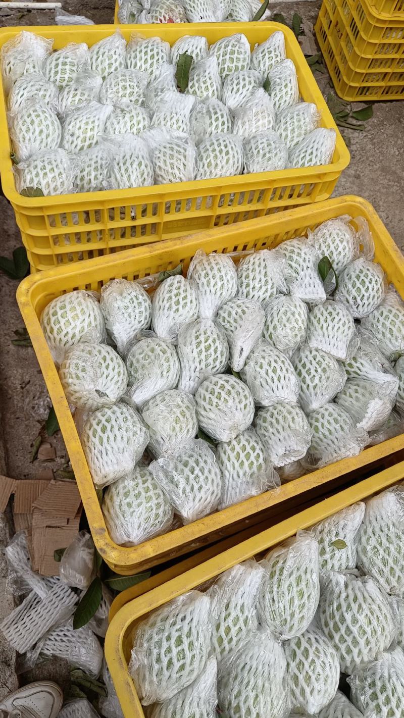 红心芭乐番石榴