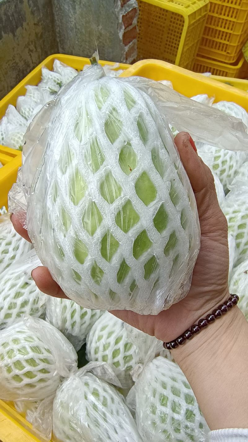 红心芭乐番石榴