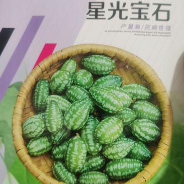 星光宝石拇指瓜种子水果风味香气迷人