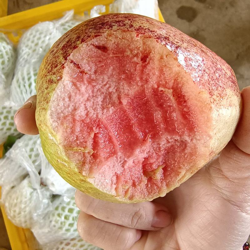 红心芭乐番石榴