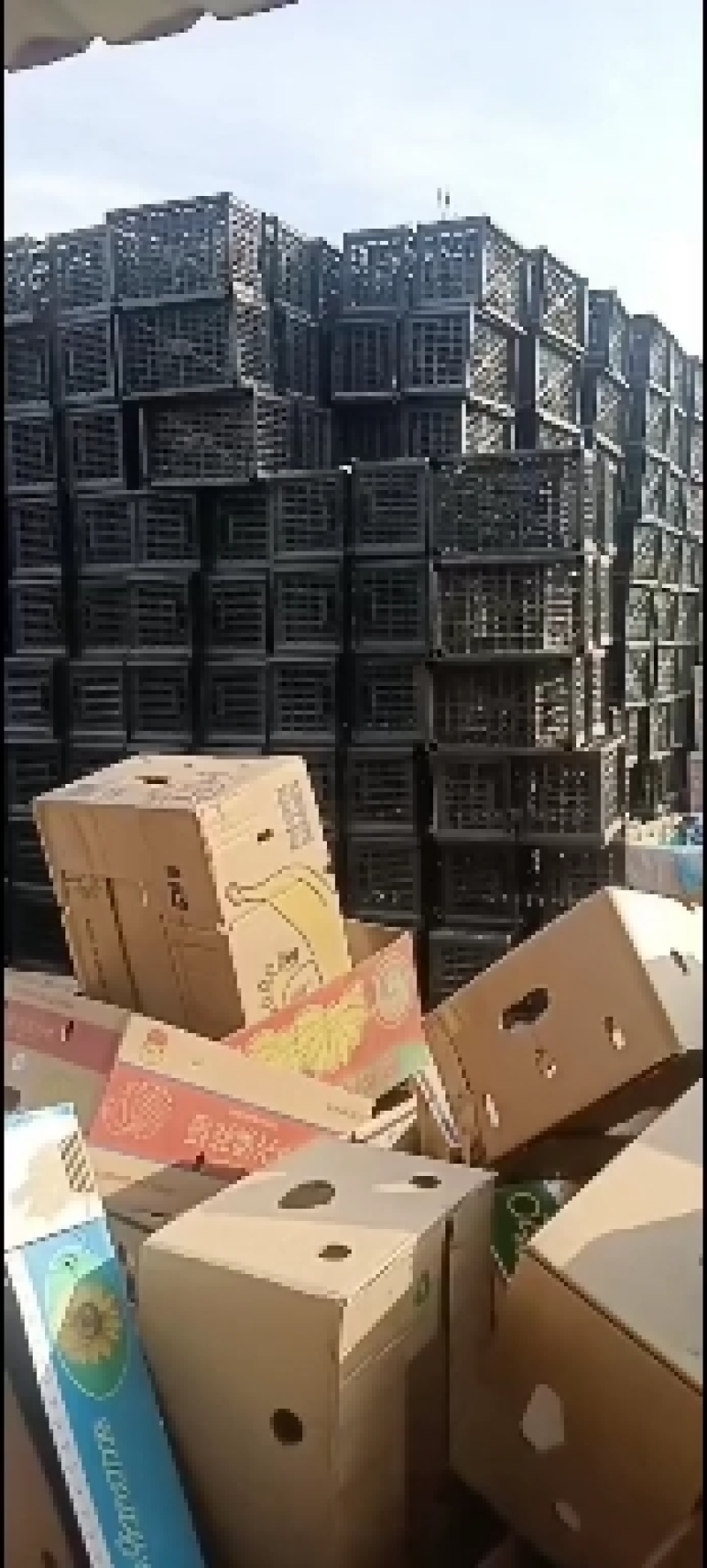 优质圣女果，批发，包装，口感好品质高。要货的联系我。