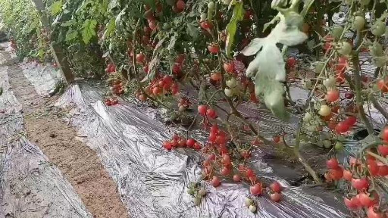 优质圣女果，批发，包装，口感好品质高。要货的联系我。