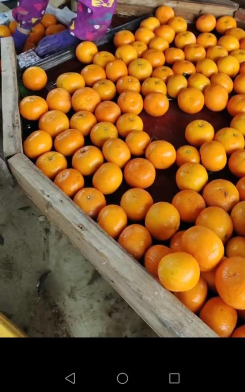广西南宁沃柑皮薄多汁，各种规格果面，电商货都有，产地直供