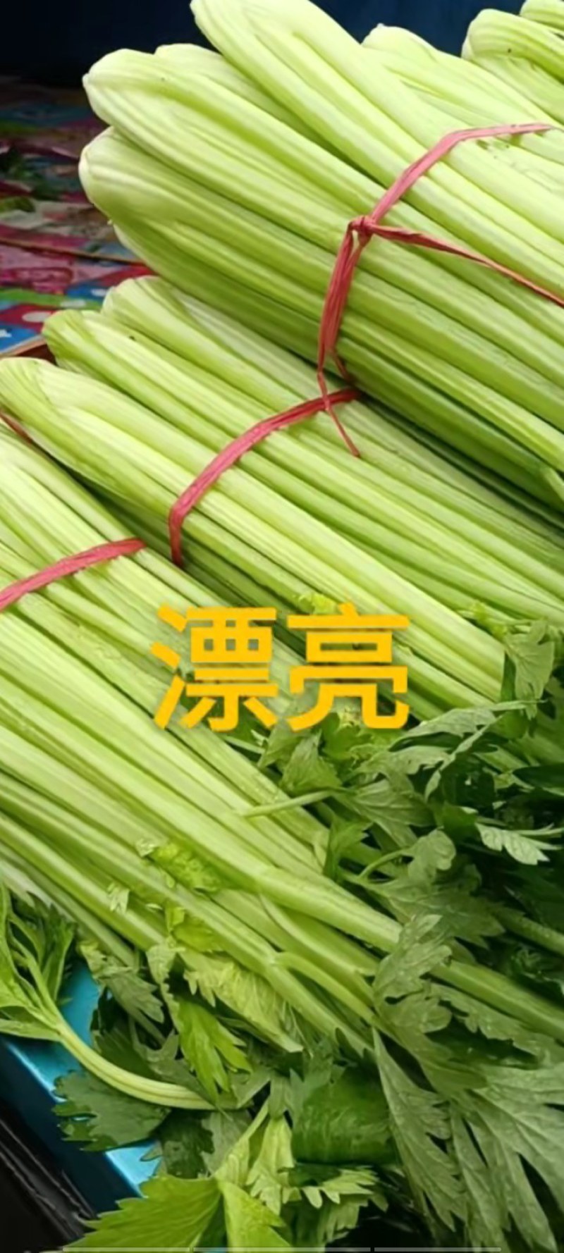 滑县优质暖棚芹菜装车中，河南省安阳市滑县城关镇史固村农心