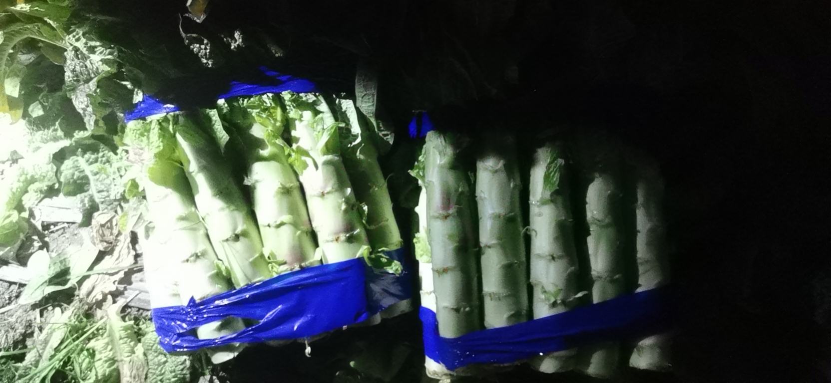 莴苣与其他食材搭配示意图