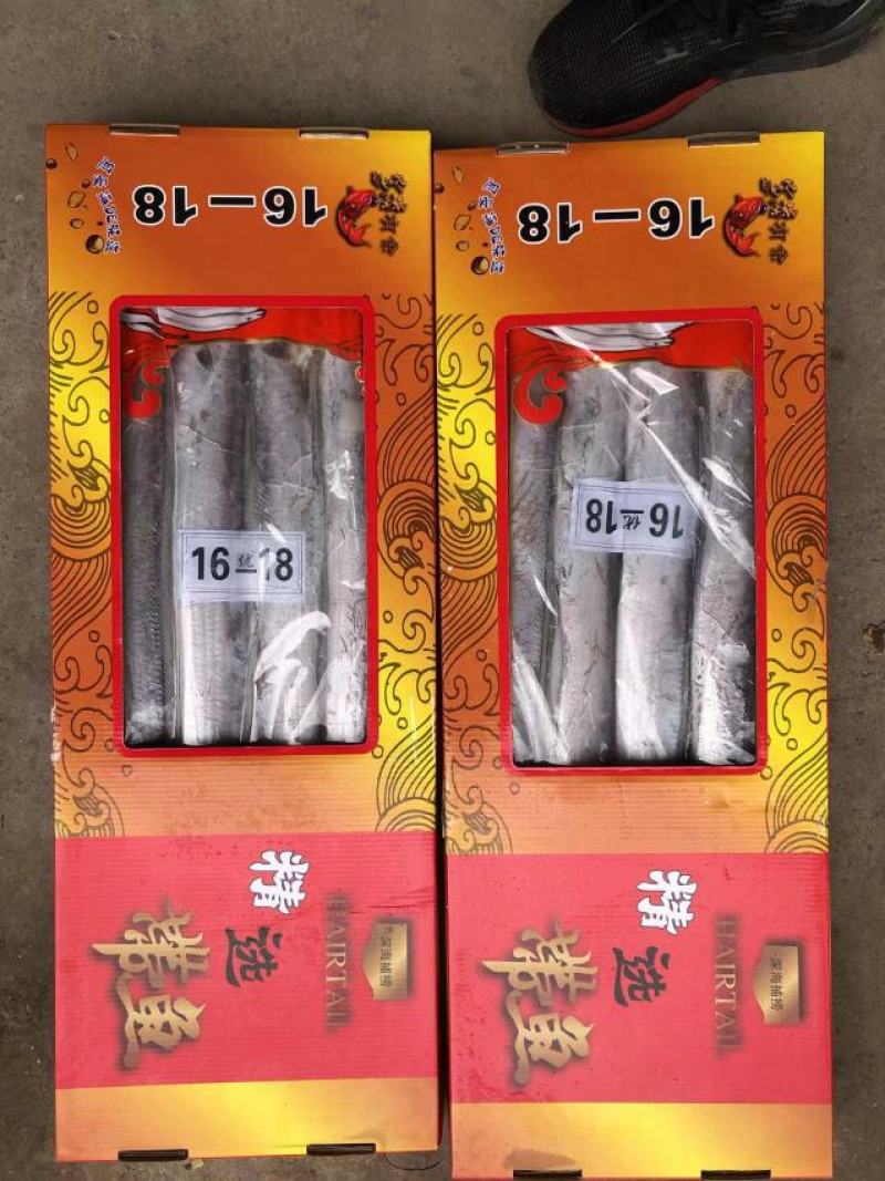 舟山带鱼，产地直发一手货源，支持全国发货，欢迎采购