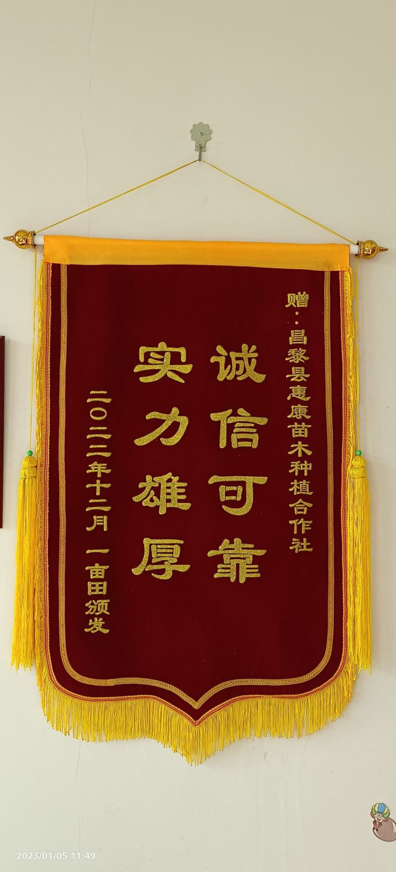 葡萄苗阳光玫瑰葡萄苗秋天清脆妮娜皇后阳光十三葡萄