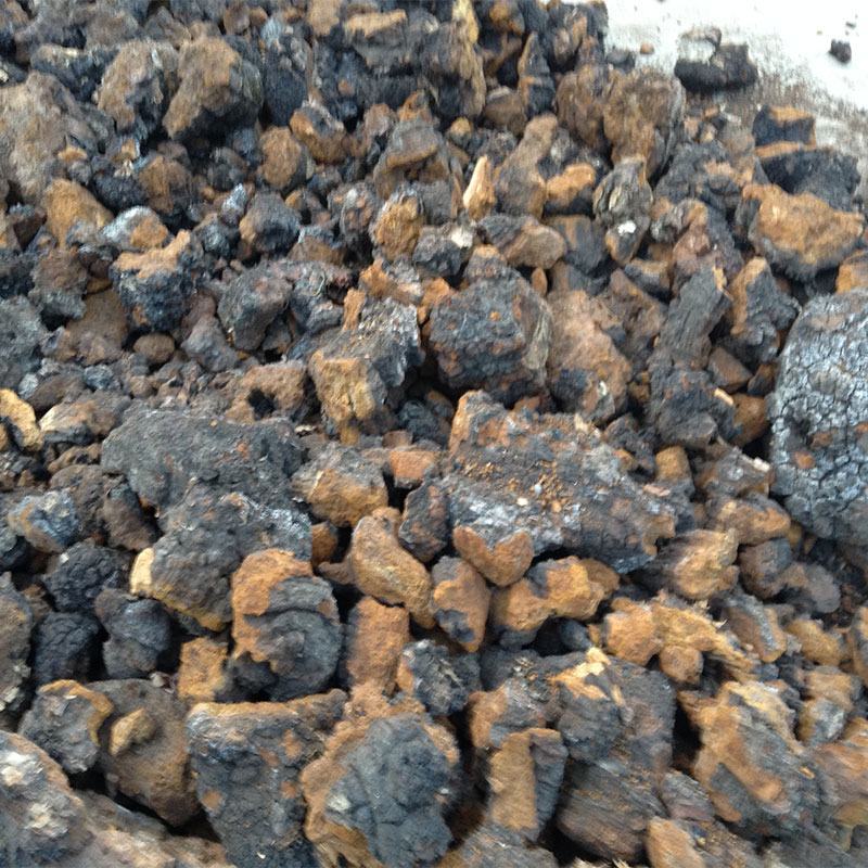 白桦茸桦树茸各种规格质量保障量大从优