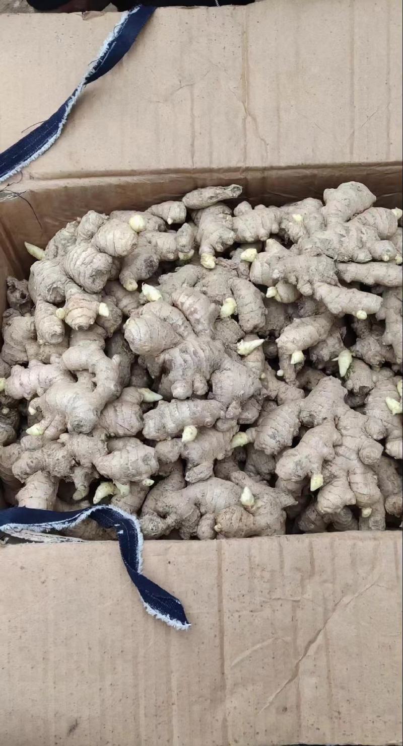 荐-【脱毒姜种-亩产过万】368高产王/教种植包回收