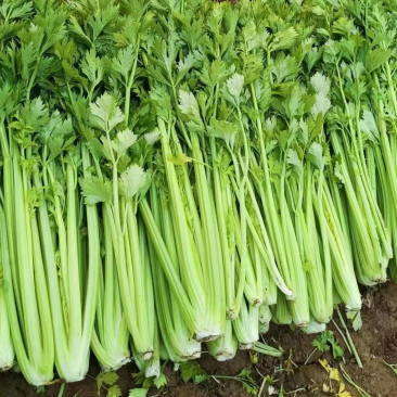芹菜