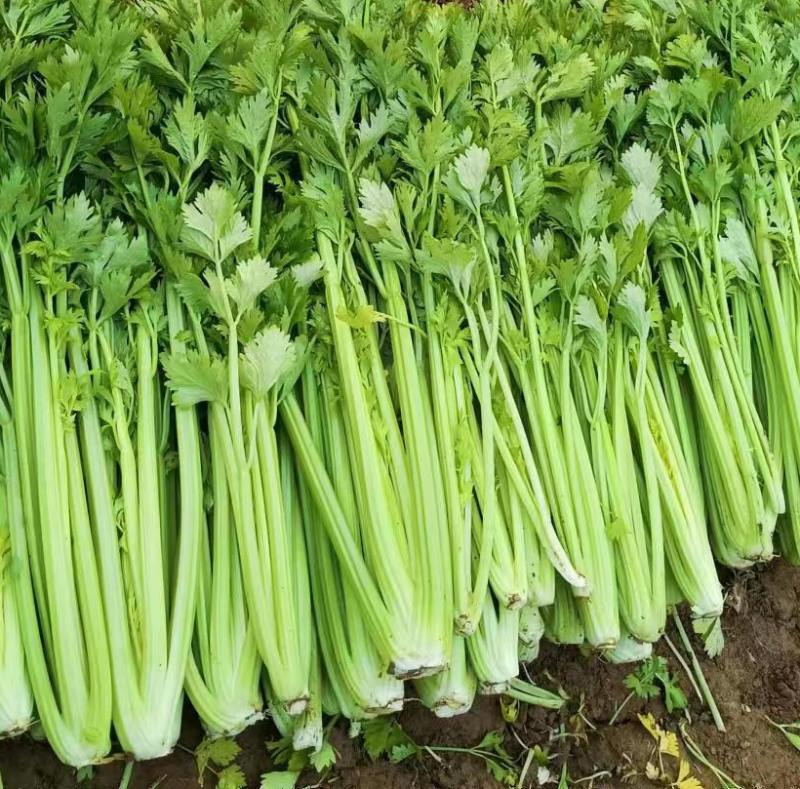 芹菜