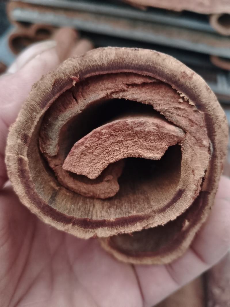 油桂老肉桂黄通辛辣香醇微甜药食同源