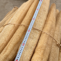 丝瓜络长度50-60公分天然洗澡神器