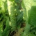 云南一米清莴笋，把子，杆子大量有货